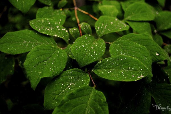 Transparent dew on a green leaf