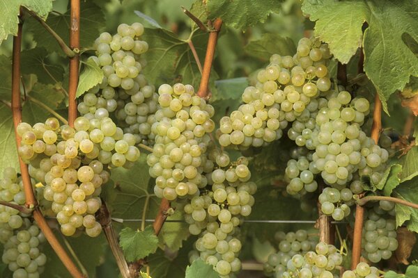 Süßer Haufen grüner Trauben