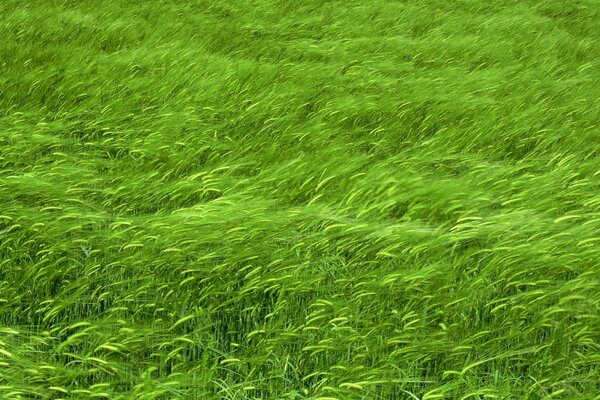 A green field with ears of wheat swaying in the wind