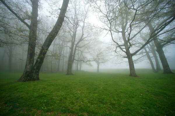 Tall trees in a misty clearing