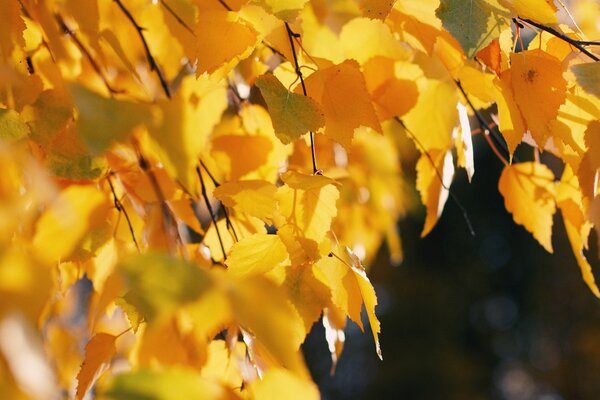 Yellow leaves are preparing for winter