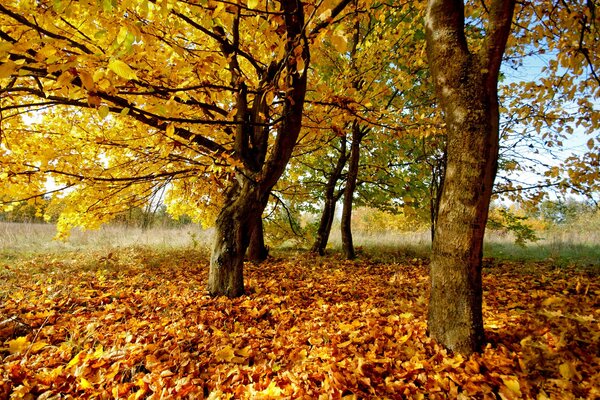 Bosque de otoño durante la caída de hojas