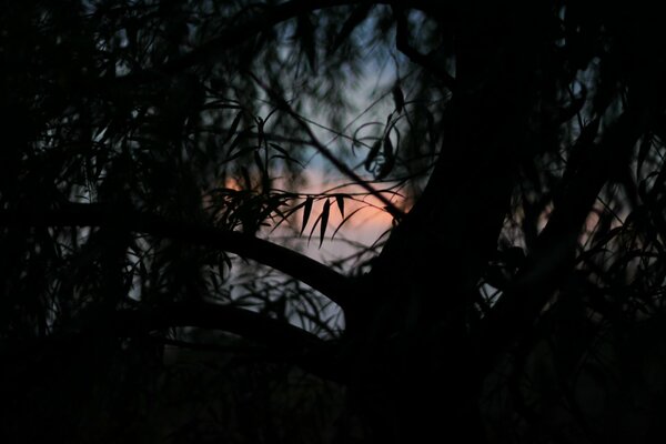 Photo de coucher de soleil se refermant sur les arbres