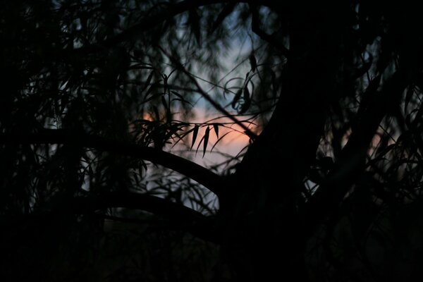 Foto di tramonto che si chiudono sugli alberi