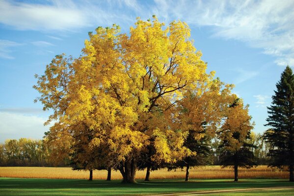 Herbstbaum mit gelben Blättern