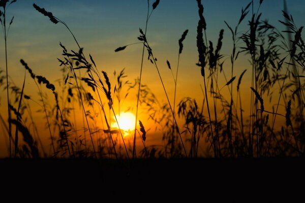 Coucher de soleil ensoleillé à travers les épillets des champs