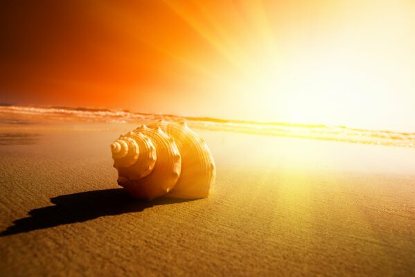 Beautiful sunset on the seashore. The shell basks in the rays of the sun