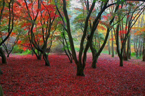 El otoño brilla con diferentes colores