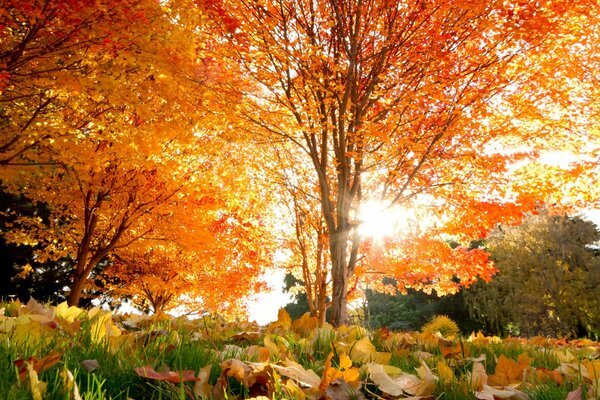 Los rayos del sol se asoman a través del árbol de otoño