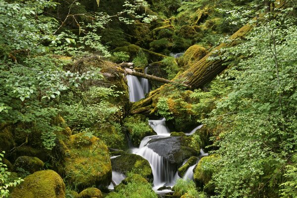 Ruscello che corre sulle rocce nella foresta