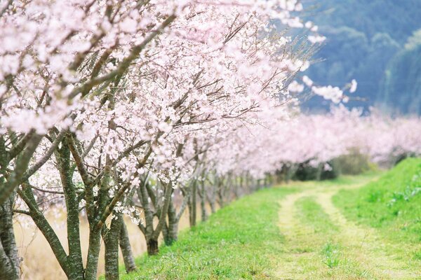 Beautiful flowering trees along the field road