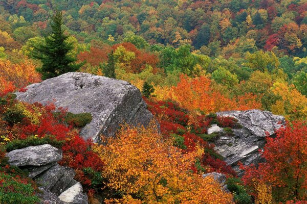 La natura è molto bella nella foresta. Tutti gli alberi sono multicolori