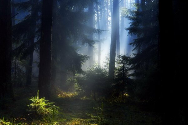 The beauty of the summer forest in the haze
