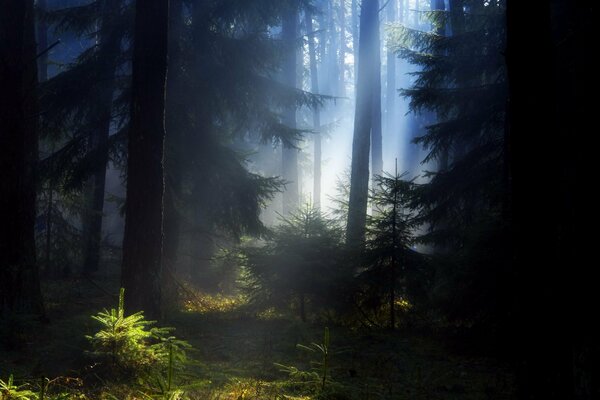 La belleza del bosque de verano en la neblina