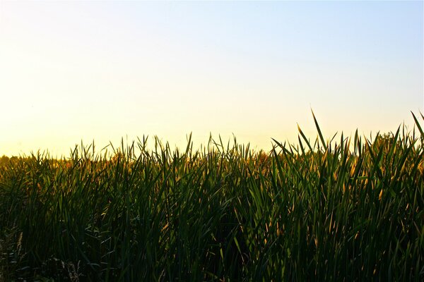 Sunset on the golden swamp of Yekaterinburg