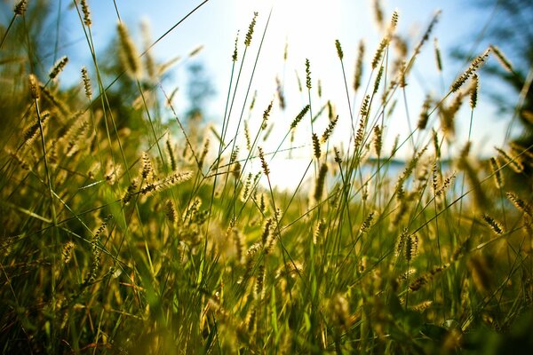 Erba estiva. Fiume e canne