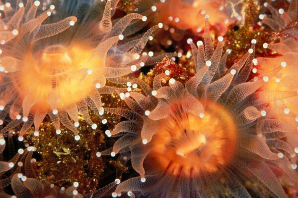 Jellyfish are painfully electrocuted