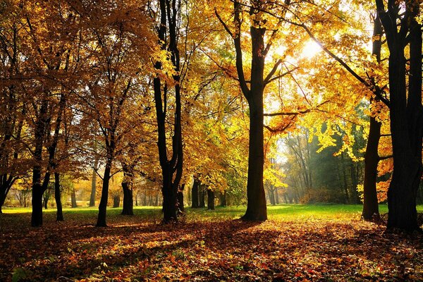 Herbstliche Waldzauberlandschaft