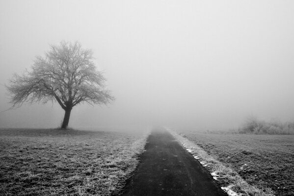 Route au milieu d un champ de neige dans le brouillard