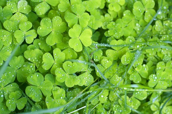 Rocío de la mañana en un trébol verde