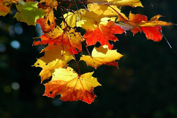 Caída de hojas de otoño. Hojas de arce en otoño