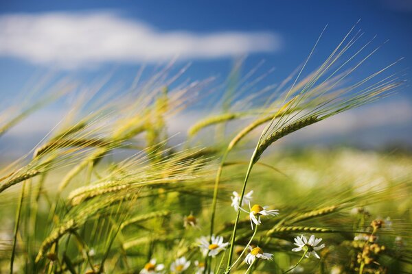 Wheat porridge with medicinal chamomile