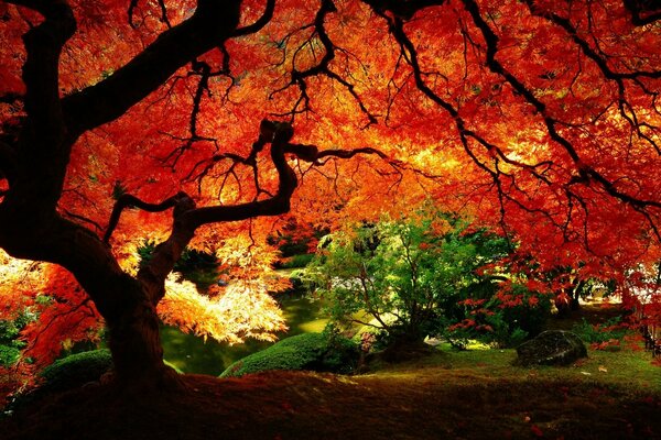 Arbre ramifié fantastique dans la forêt d automne