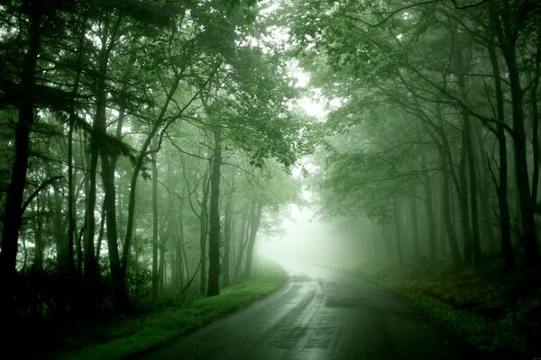 Route de la forêt avec un brouillard de couleur verte