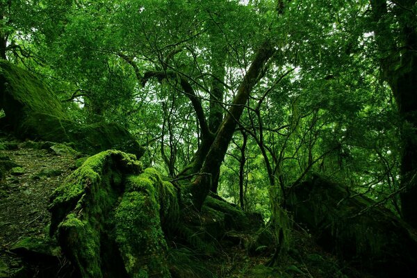Green forest, moss, nature