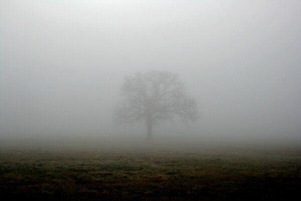 Arbre dans un champ brumeux