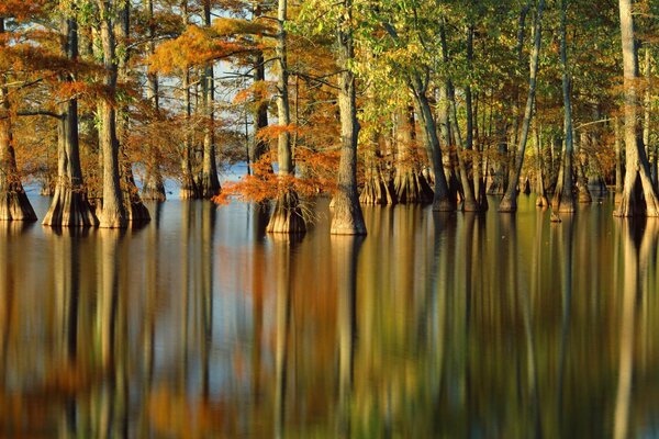 Naturaleza otoñal: los árboles se reflejan en el agua