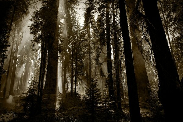 Au milieu de la forêt sombre, le soleil est plus visible