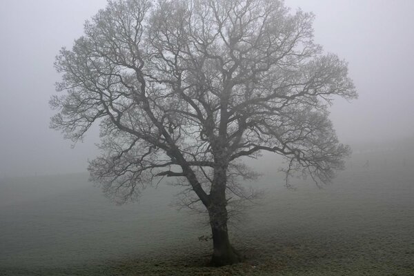 Albero solitario in un campo nella nebbia