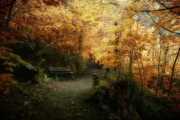 Golden autumn meets in the park