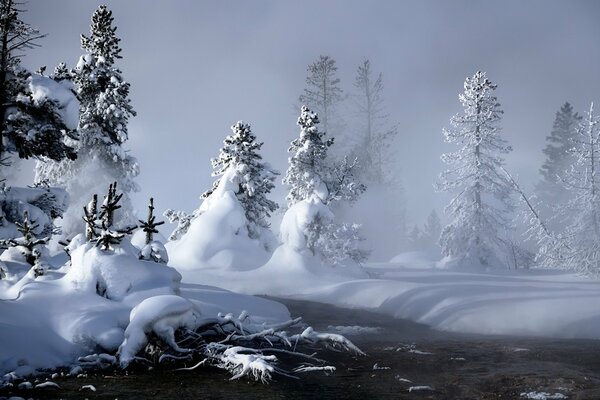 Cumuli di neve invernali tra gli alberi di Natale