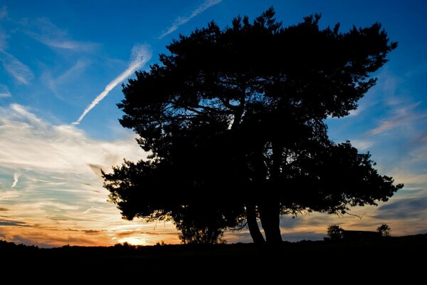 Un árbol al atardecer con una gran corona