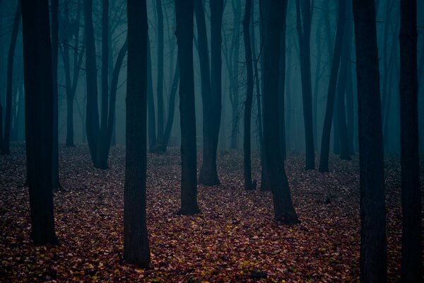 Bare tree trunks, a carpet of withered leaves create the atmosphere of a gloomy forest