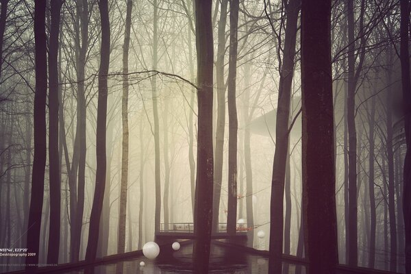 Fog envelops the trees and the bridge