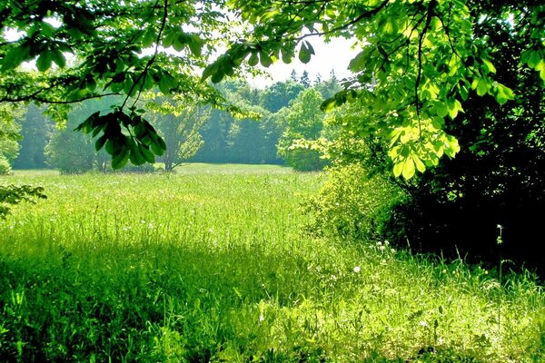 Sommerlichtung an einem sonnigen Tag