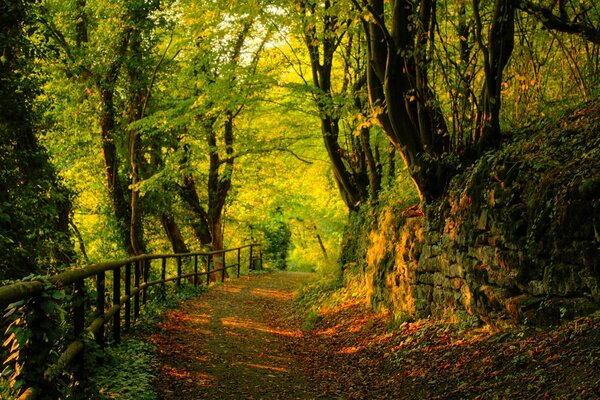 Autumn forest along the road