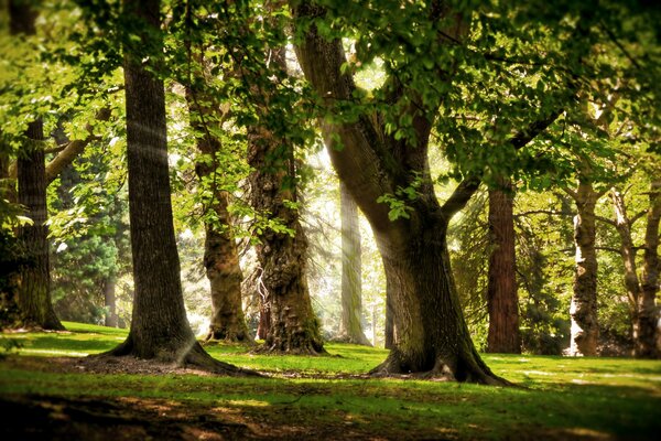 Sonnenstrahlen brechen durch die Äste grüner Bäume