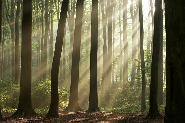 Sonnenstrahlen erhellen die Bäume