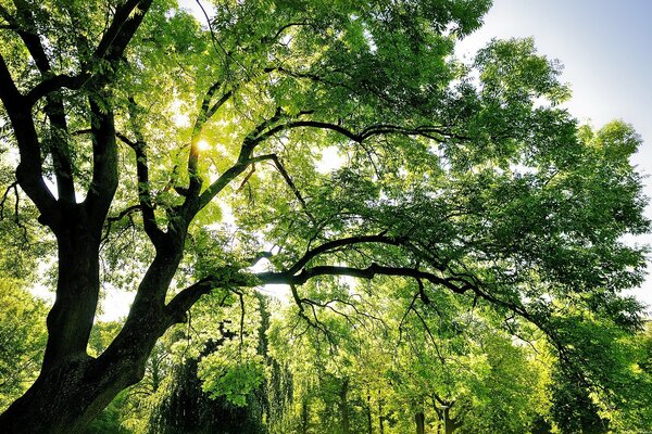 I raggi del sole brillano attraverso la corona dell albero