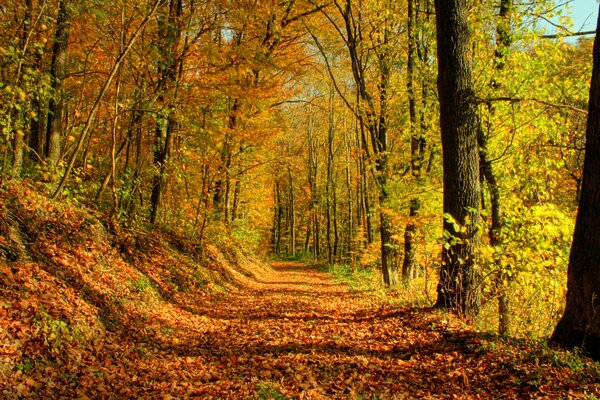 Autumn road strewn with leaves