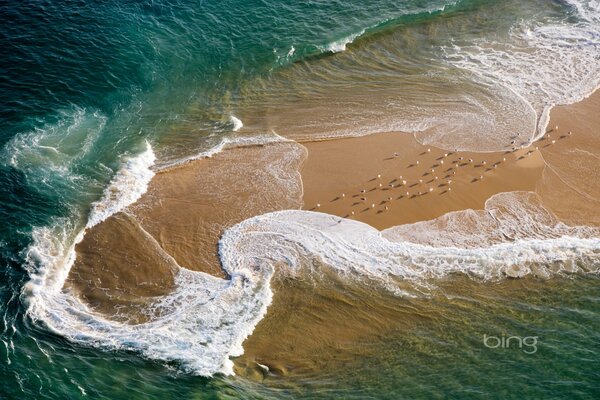 Sea lace on a sandbar