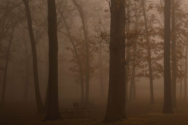 Morning haze in a dark forest