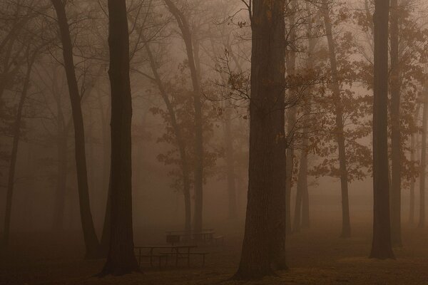 Poranna mgła w ciemnym lesie
