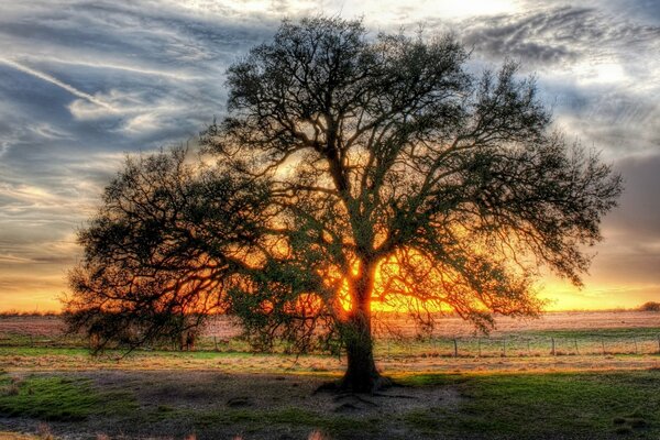 A branching tree in nature at sunset