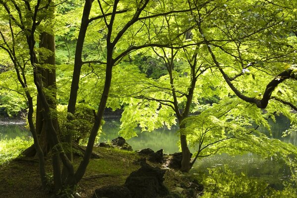 Gemütliche Waldlandschaft auf Flusshintergrund