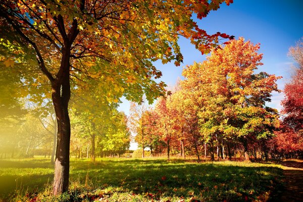 Autumn forest in the morning, fallen leaves